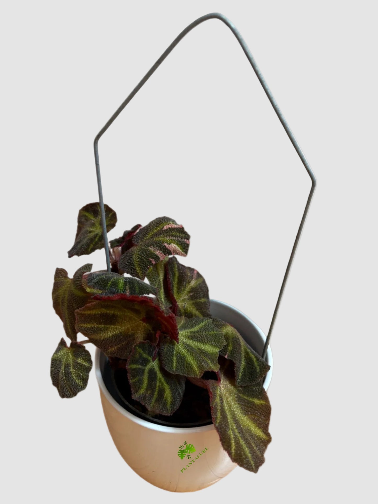 Begonia Soli-Mutata Variegata