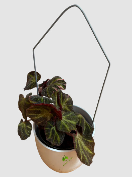 Begonia Soli-Mutata Variegata – Rare Variegated Collector Plant