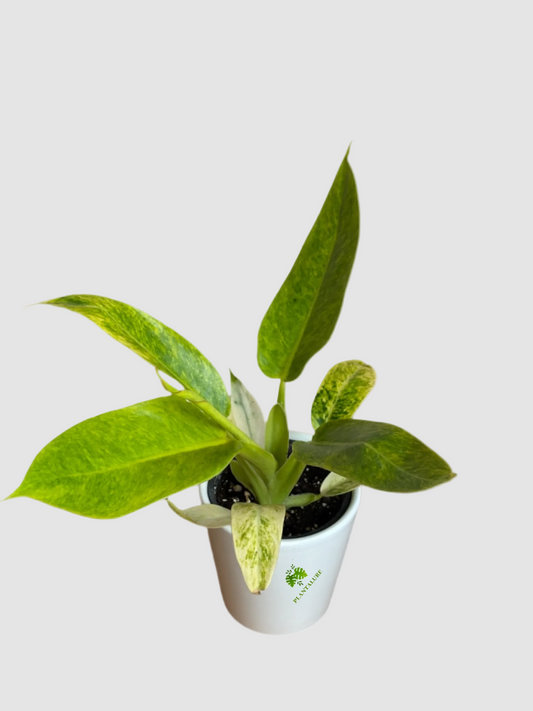 Philodendron Calkins Gold