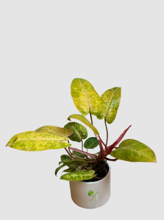 Philodendron Painted Lady