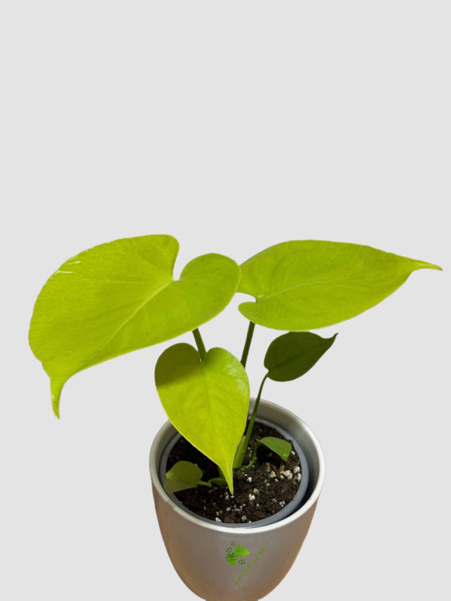 Monstera Lemon Lime - Rare Climbing Collector Plant