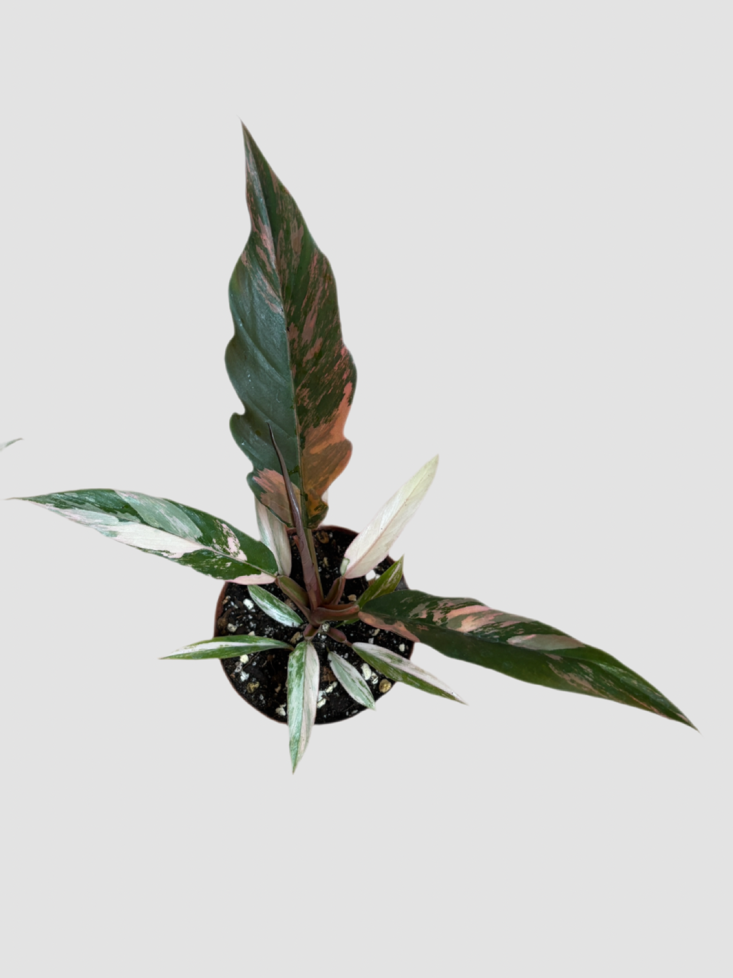 Philodendron Caramel Marble