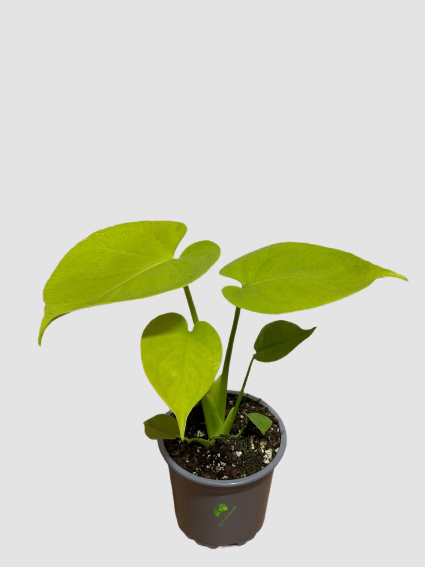 Monstera Lemon Lime - Rare Climbing Collector Plant