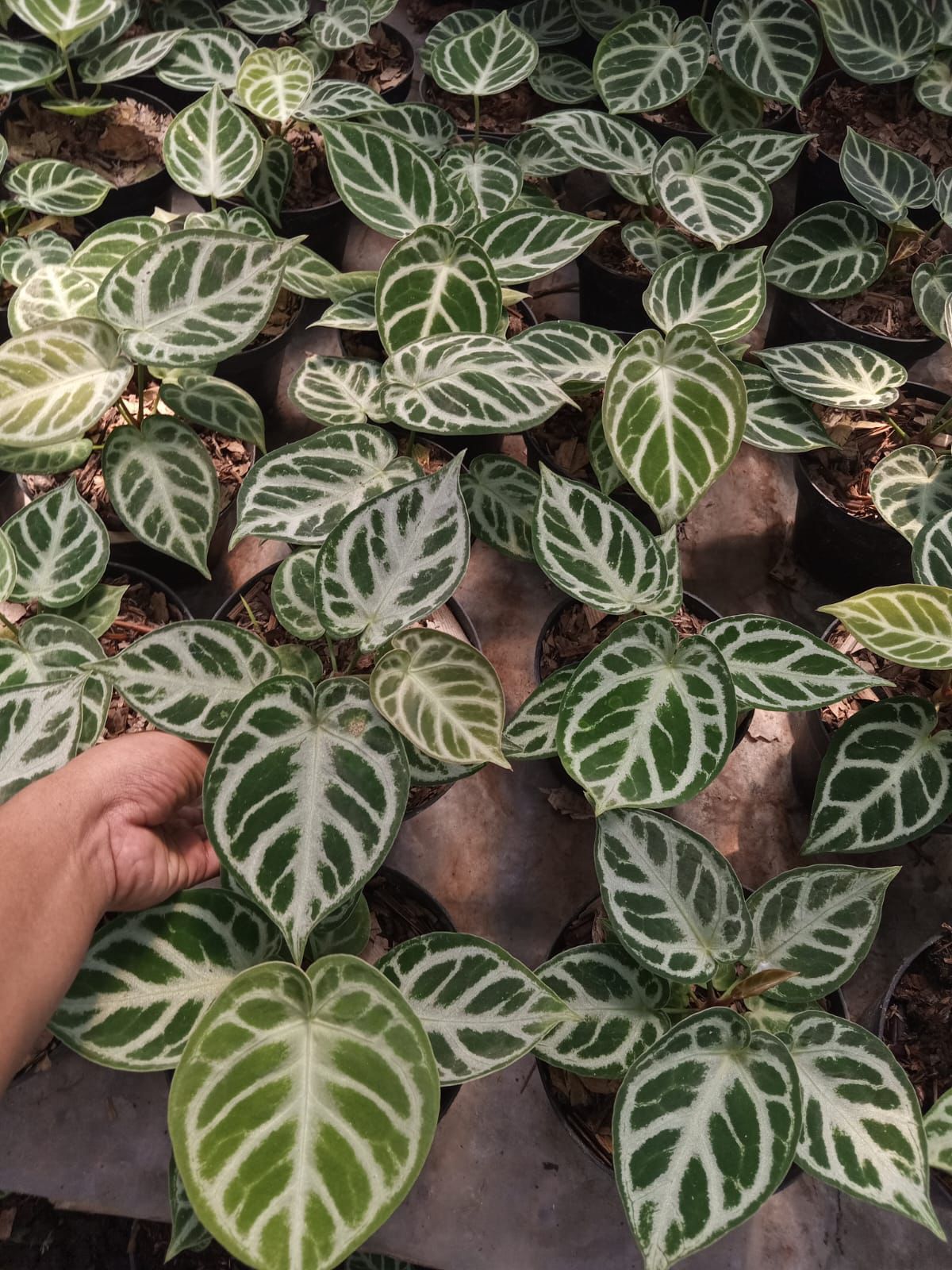 Anthurium Dorayaki Silver source photo showing round velvety dark green leaves with bold silver white venation - Plantalure Canada