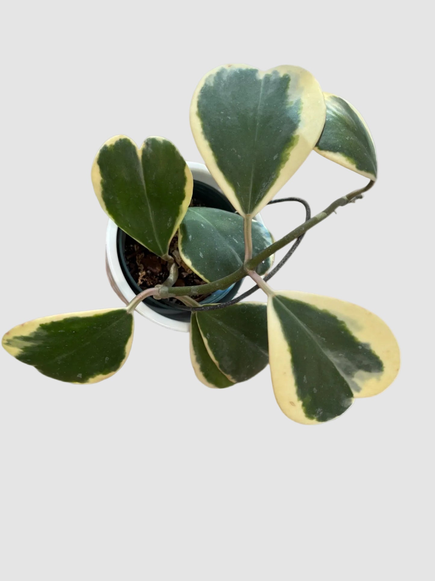 Hoya Kerrii Variegata