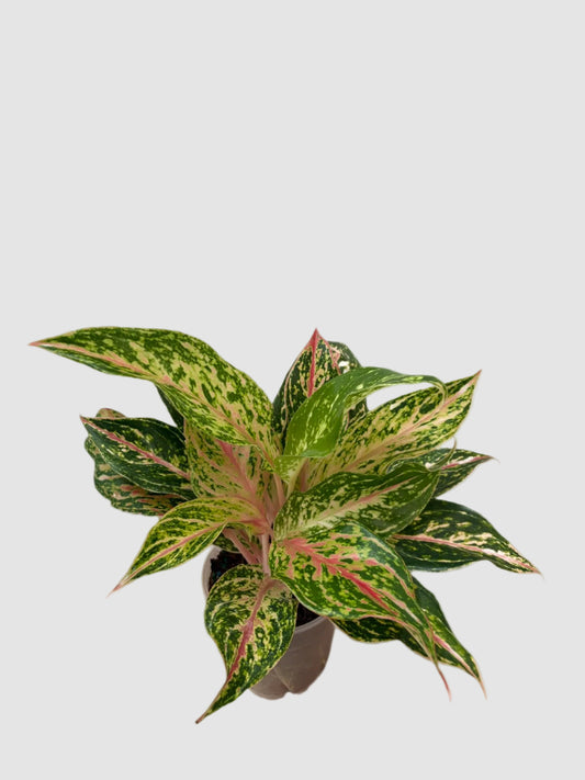 Aglaonema ‘Butterfly’ – Pink & Green Indoor Plant