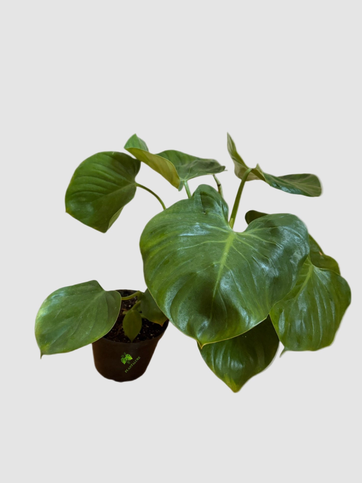 Philodendron Grazielae