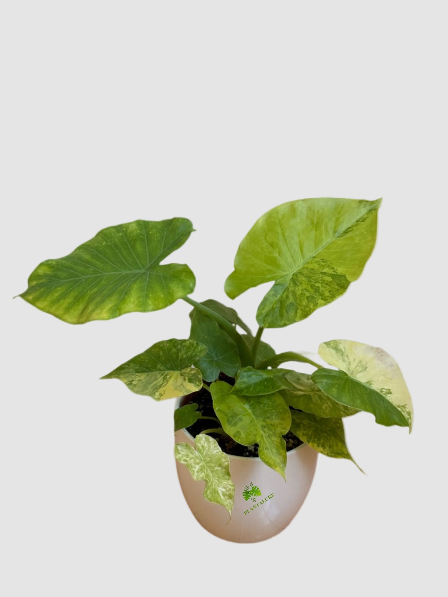 Alocasia Odora Yellow Variegata – Rare Variegated Indoor Plant