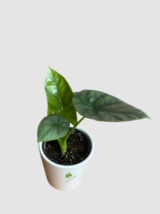 Alocasia Lukiwan
