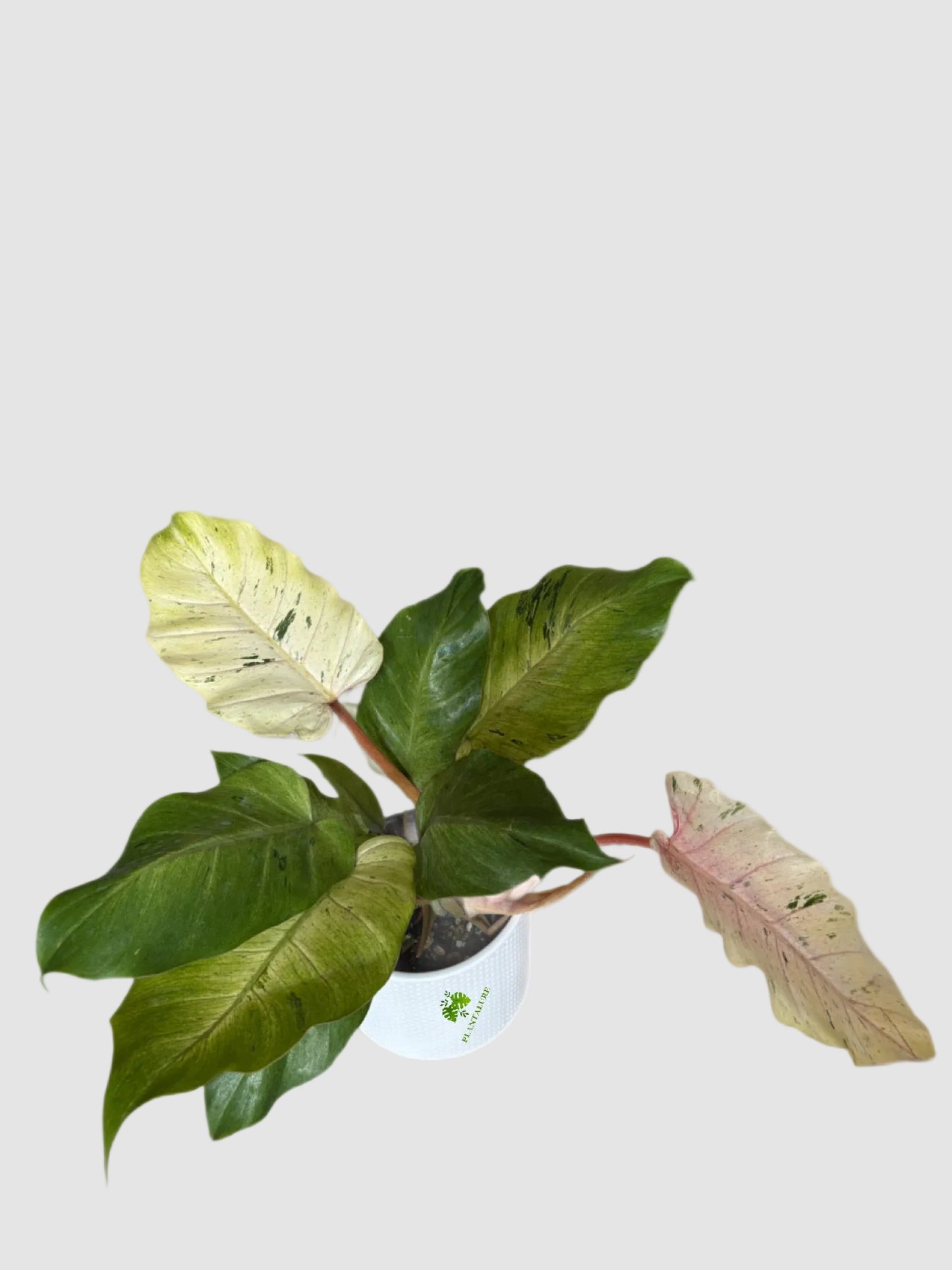 Philodendron Snowdrift