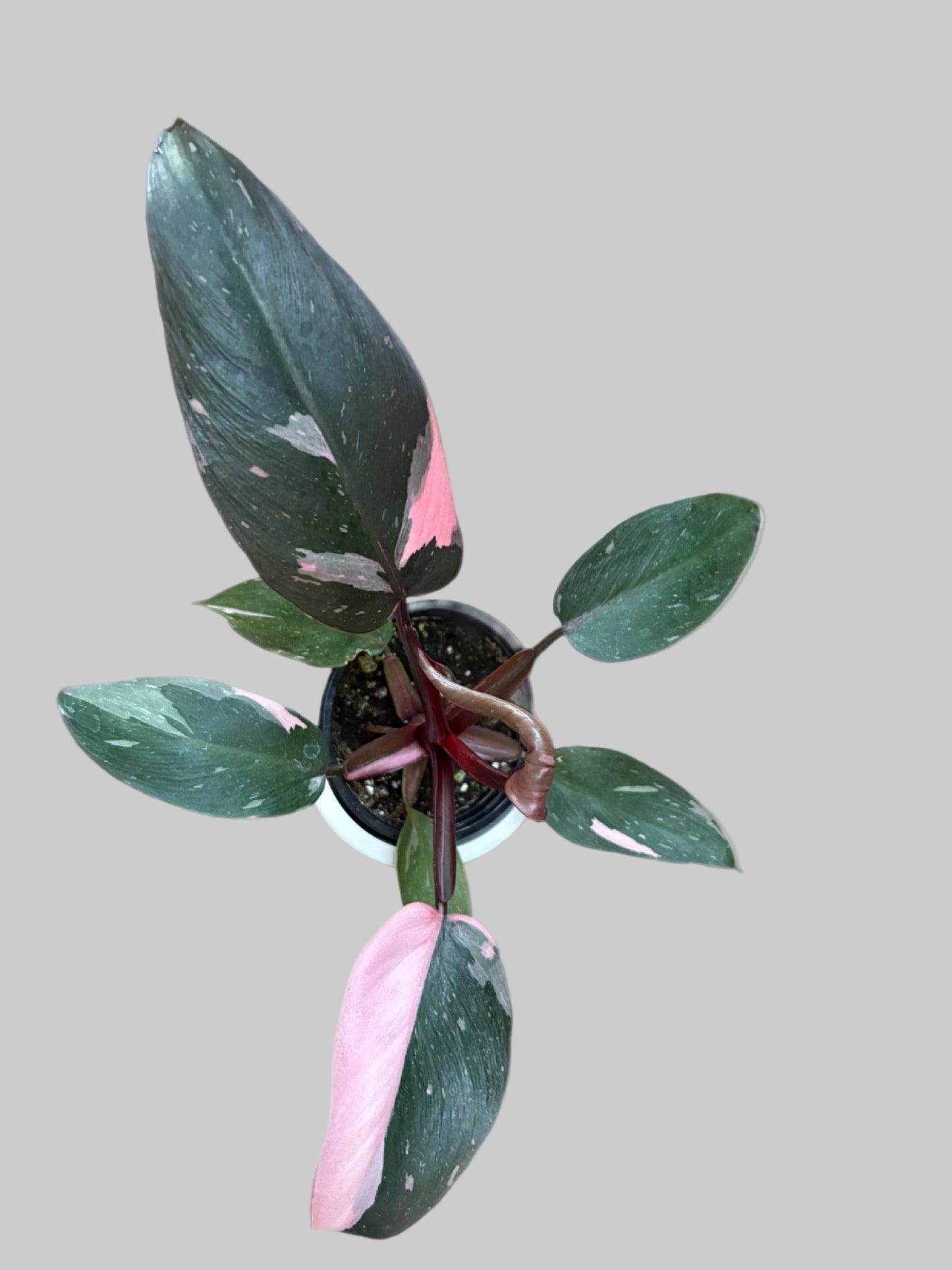 Philodendron Pink Princess