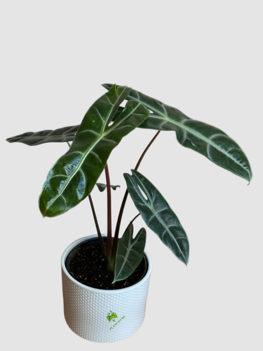 Alocasia Longiloba