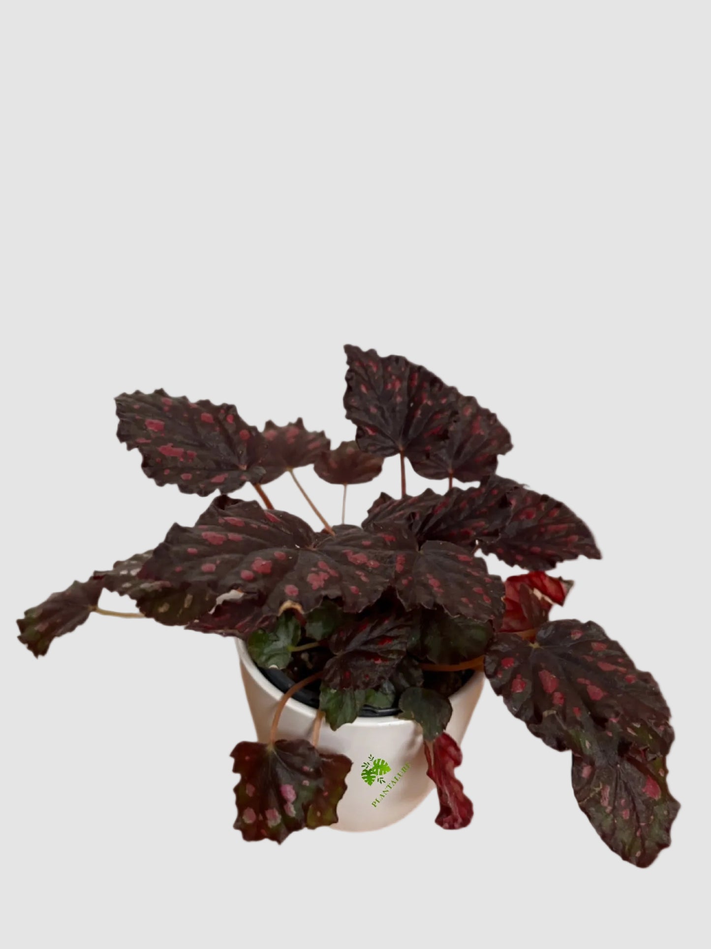 Begonia Rex Rumba