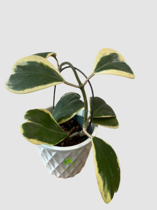 Hoya Kerrii Variegata