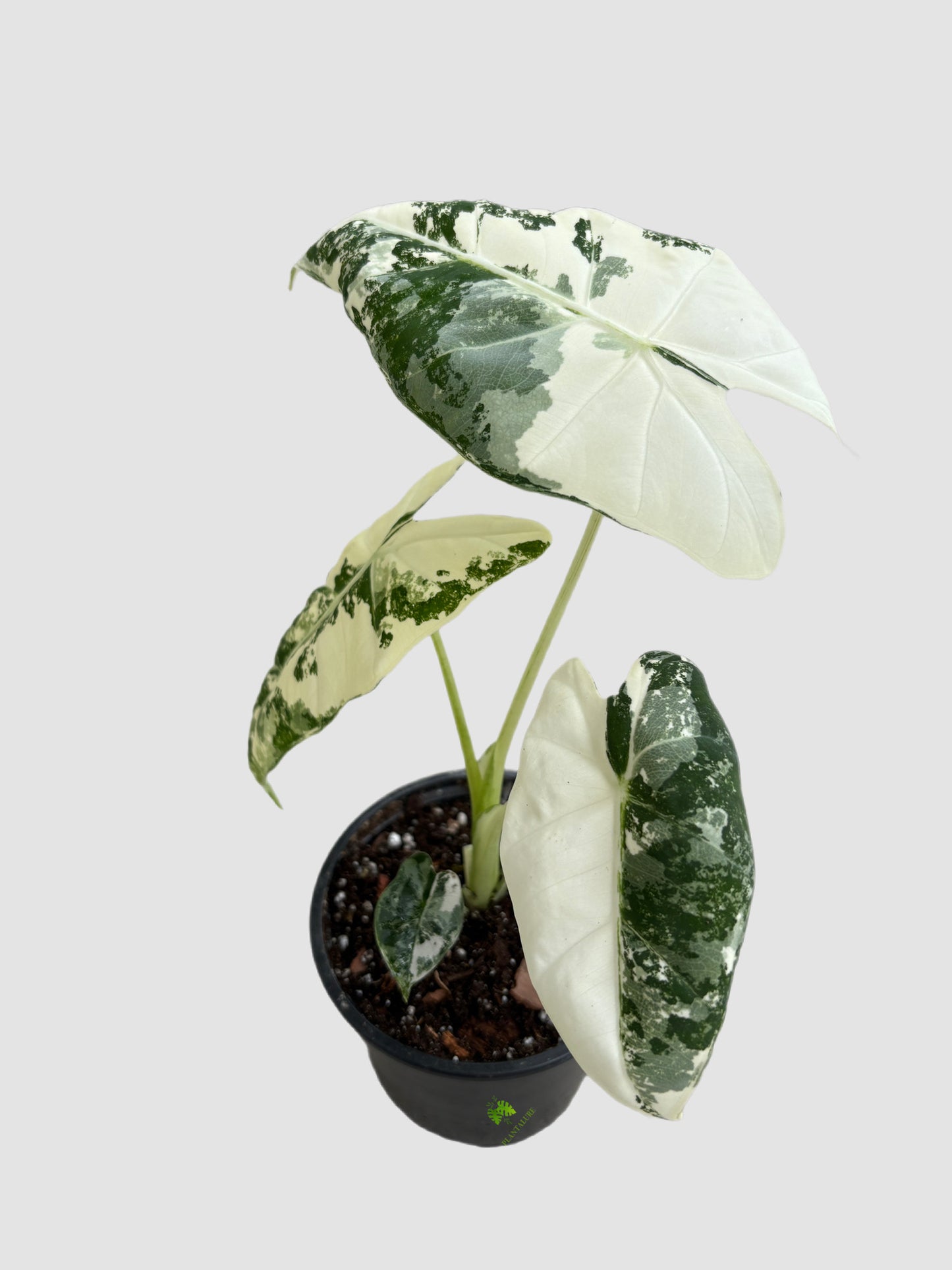 Alocasia Frydek Variegated – 4" pot velvety dark green foliage with white variegation, grown in Canada by Plantalure