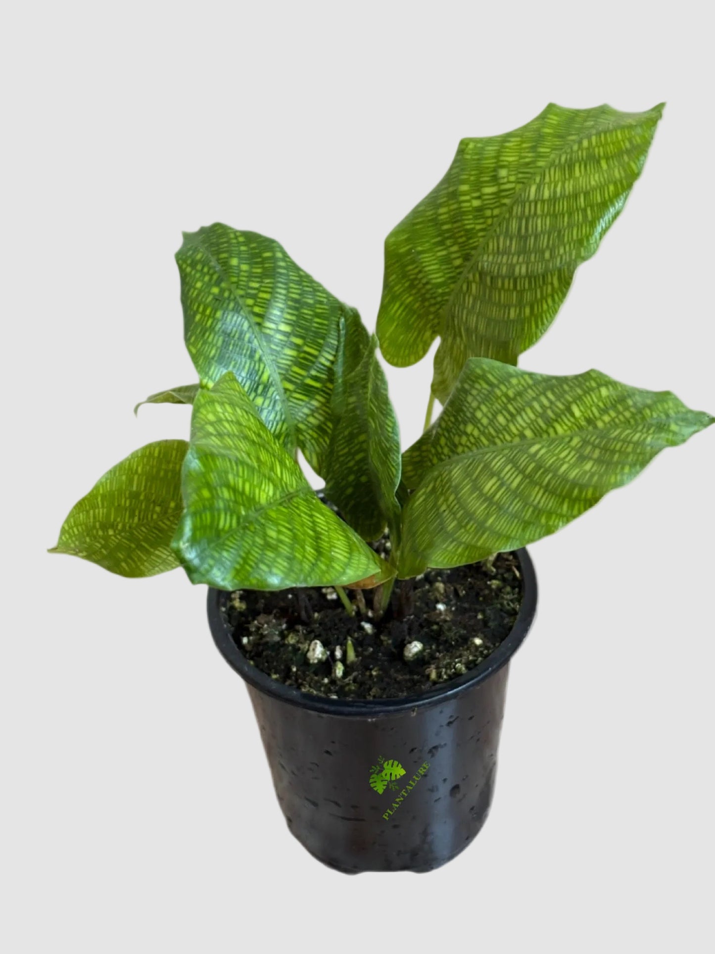 Calathea Vein