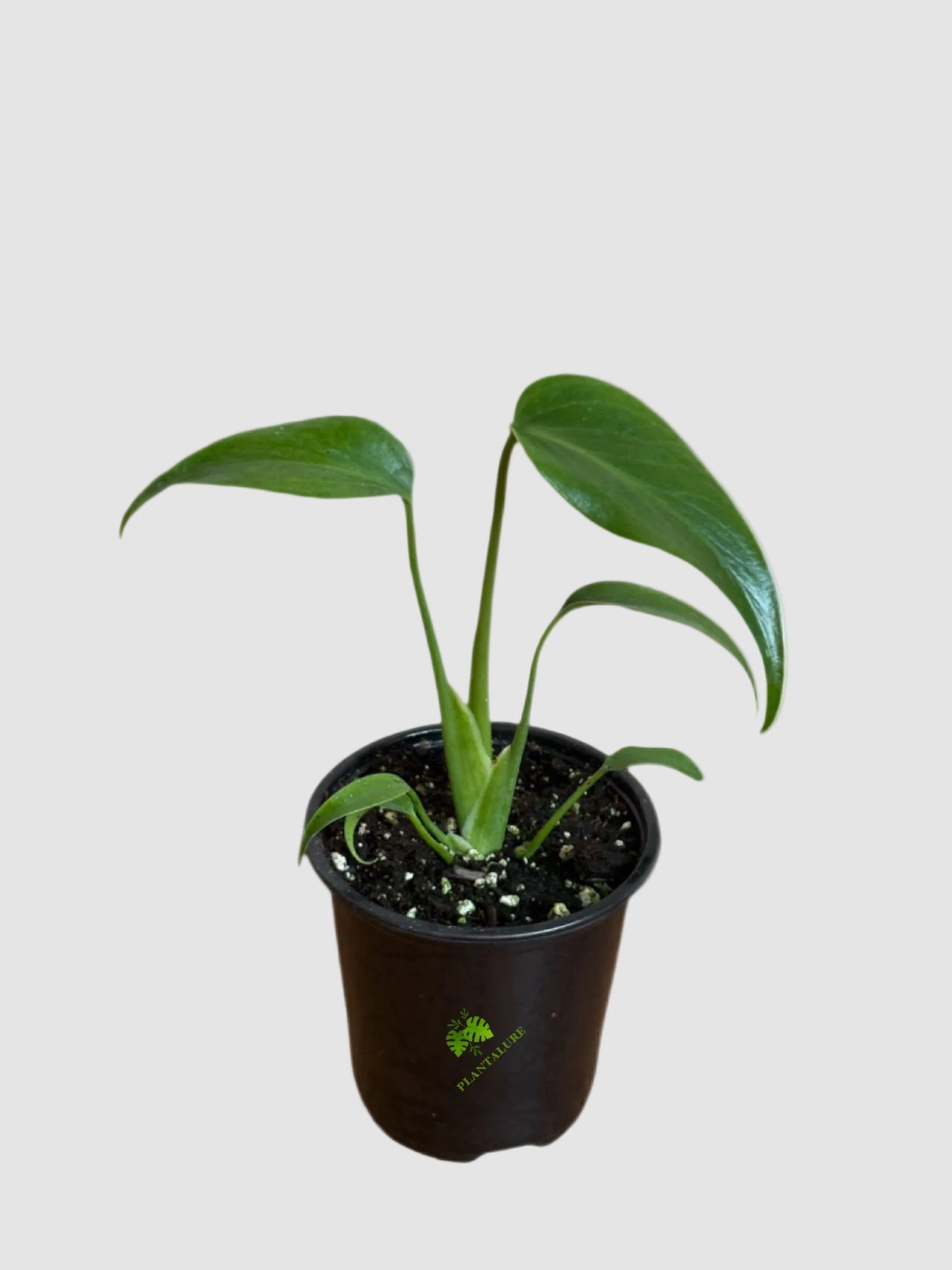 Monstera Burle Marx Flame – Rare Collector Aroid