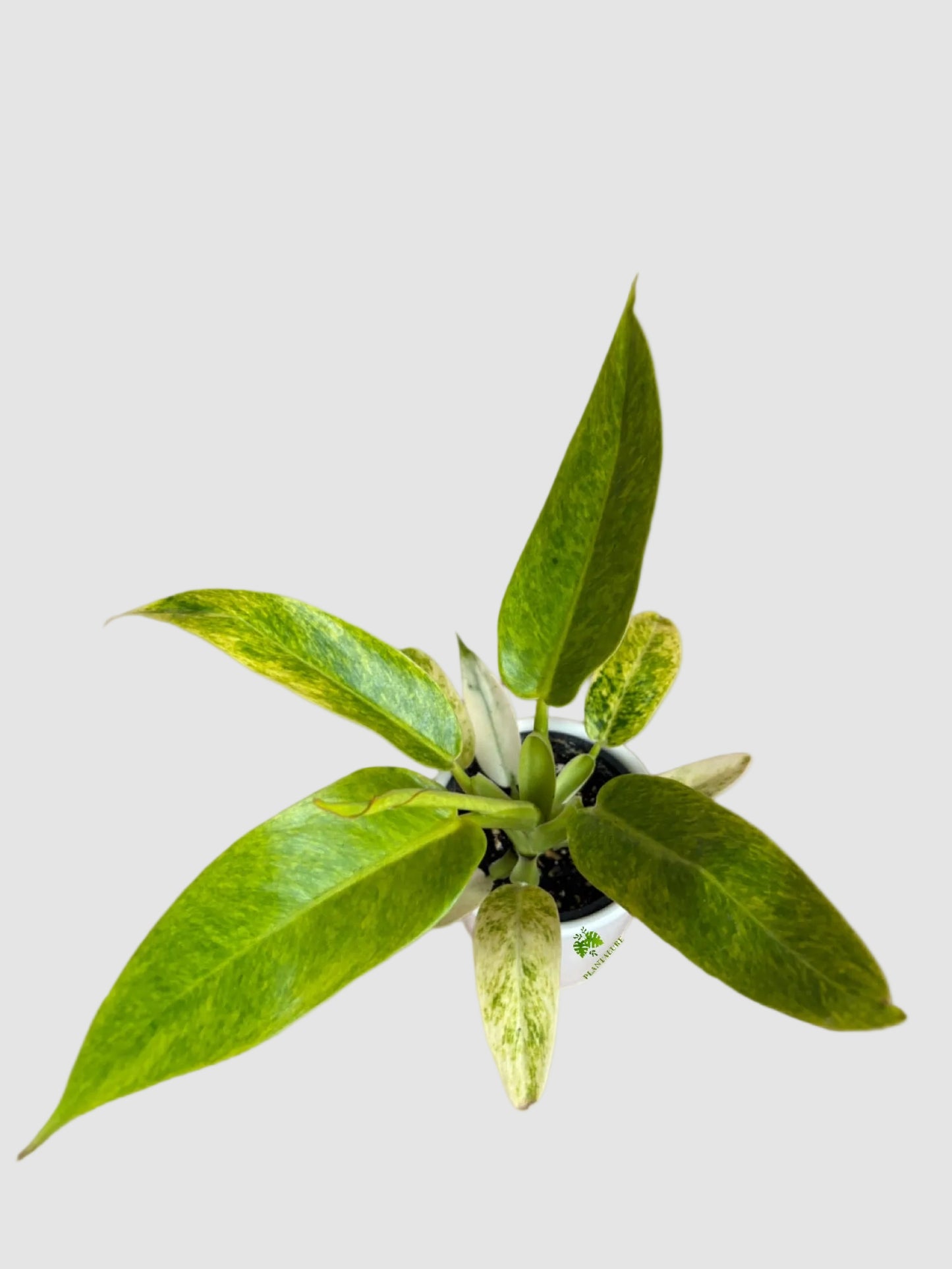 Philodendron Calkins Gold