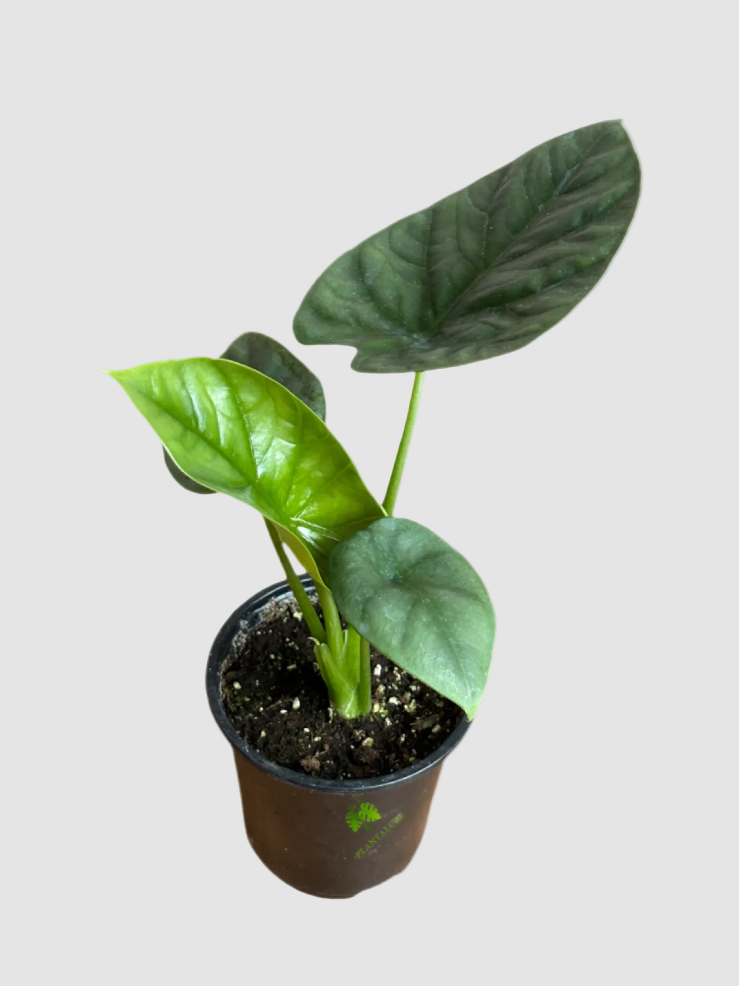 Alocasia Lukiwan