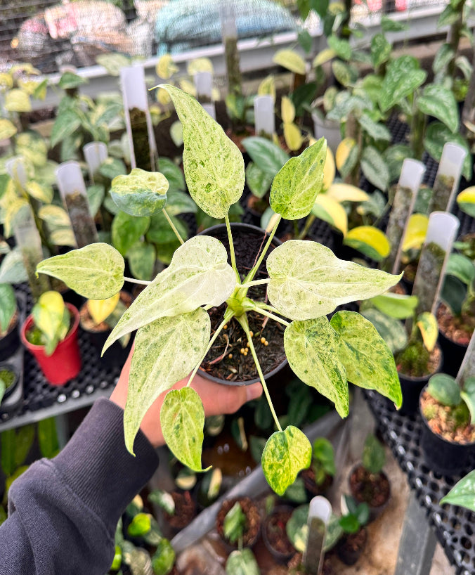 Alocasia cucullata Mint Variegated – Rare Mint Variegated Alocasia