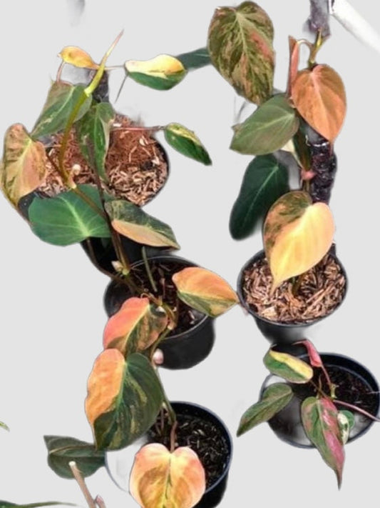 Philodendron Micans Variegated Pink – velvety foliage with pink, green, and bronze variegation, grown in Canada by Plantalure