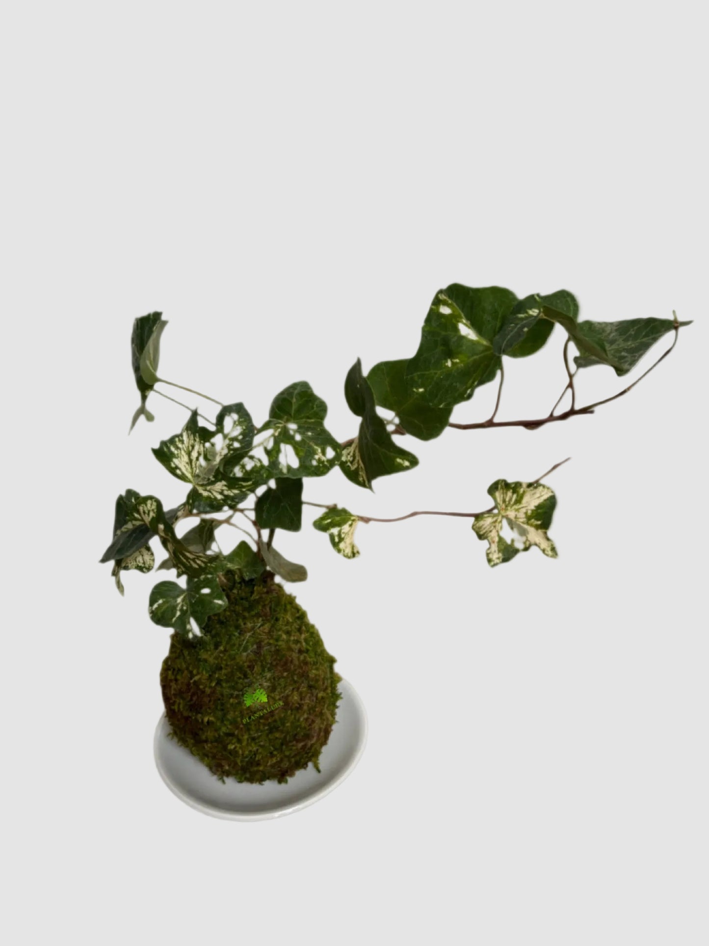 Ivy Variegated Kokedama