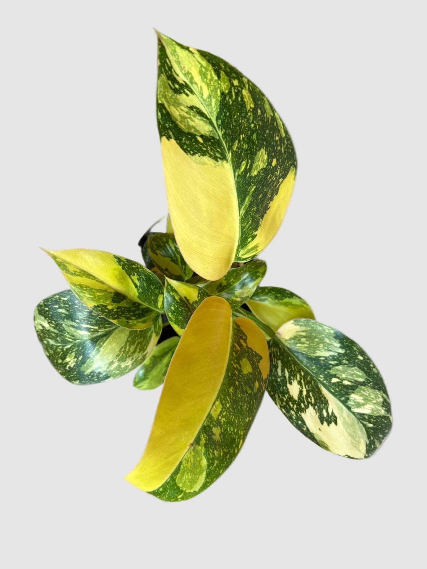 Philodendron Green Congo Nuclear Variegata