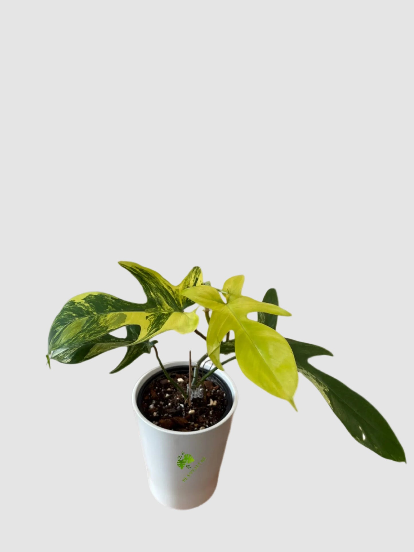 Philodendron Florida Beauty Variegata