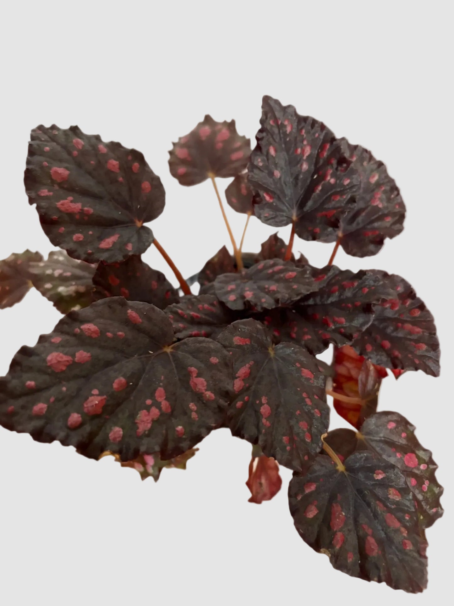 Begonia Rex Rumba
