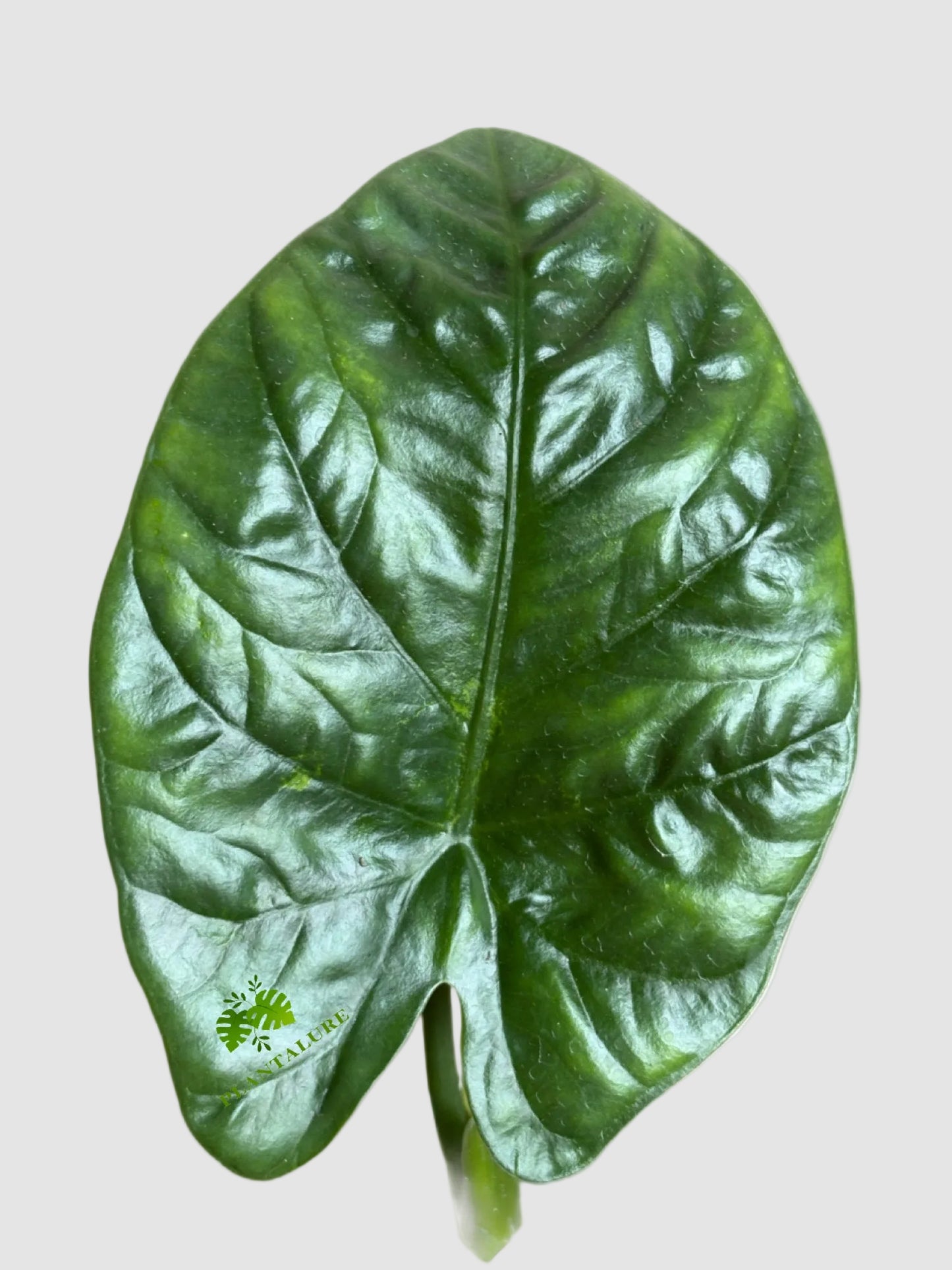 Alocasia Lukiwan