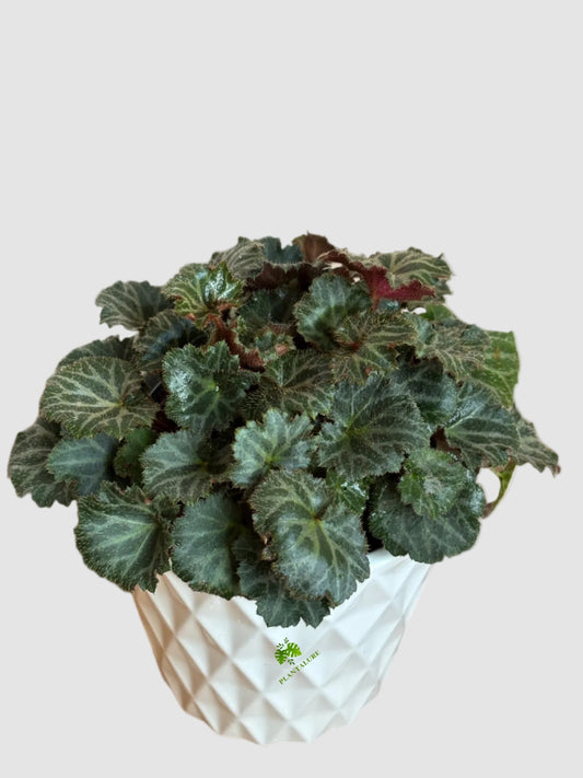 Begonia Strawberry