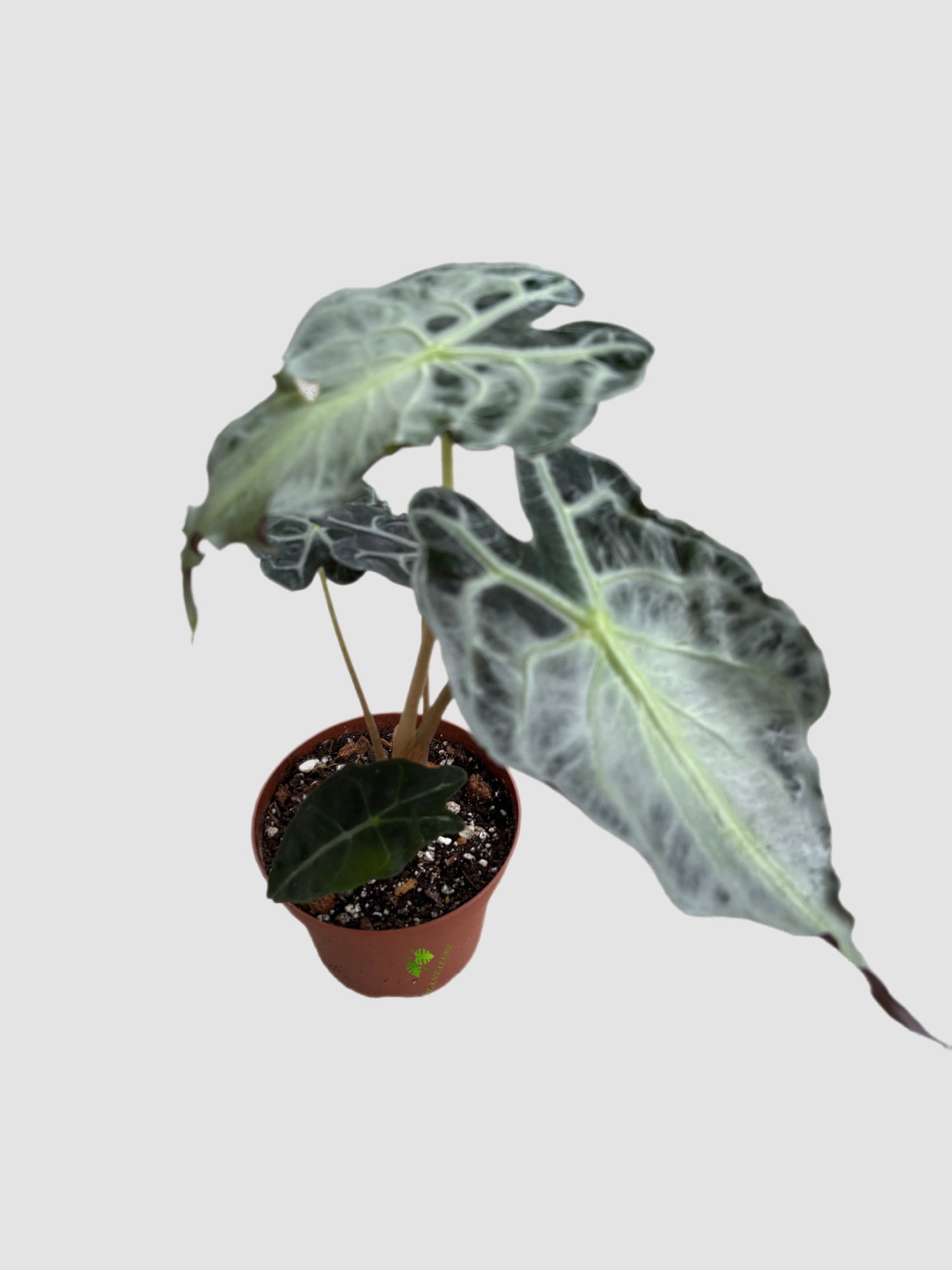 Alocasia Venom – rare tropical aroid with dark textured foliage in 6" pot, grown in Canada by Plantalure