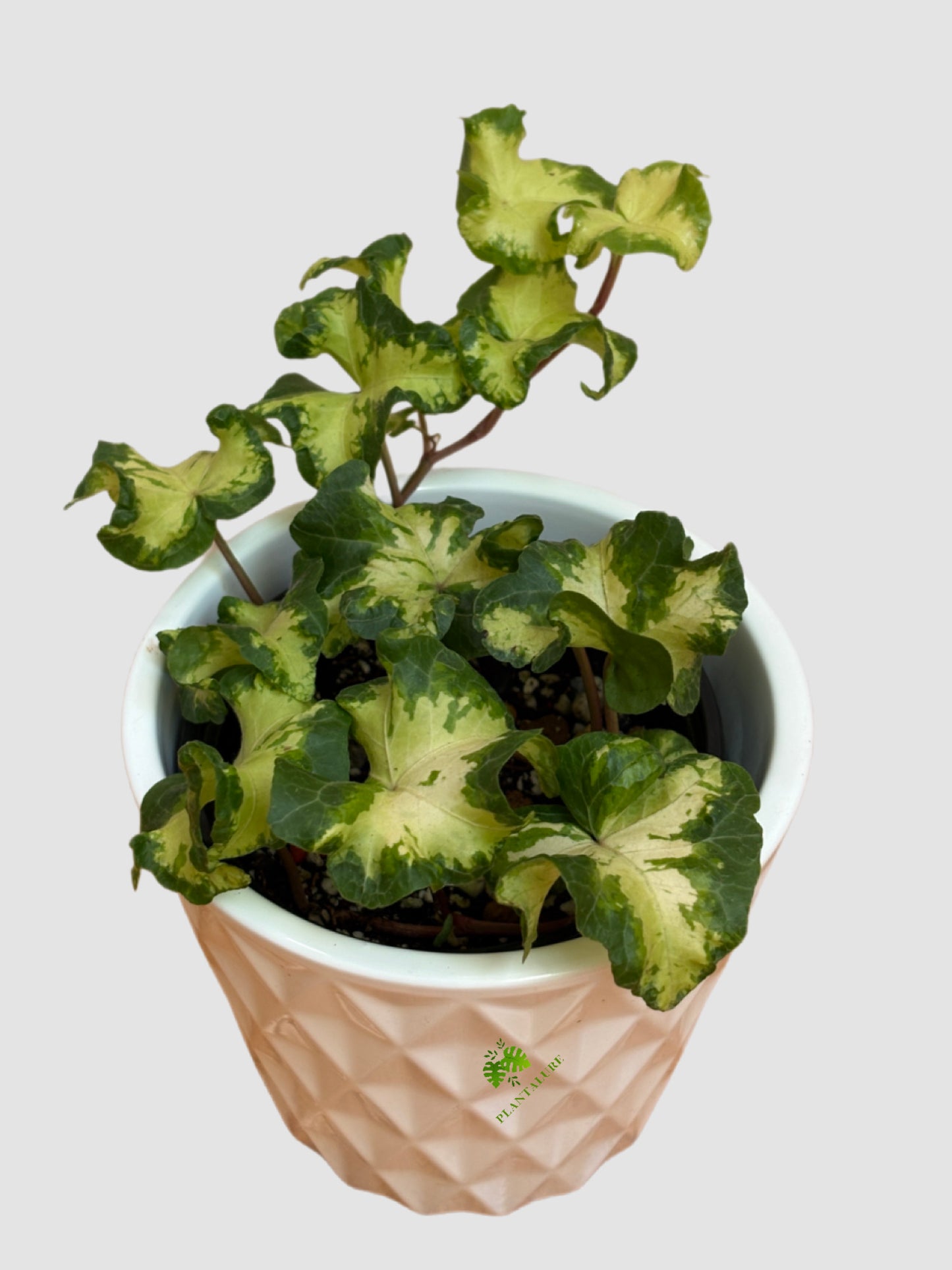 Hedera helix 'Moonlight' Curly Variegated Ivy