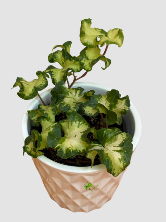Hedera helix ‘Moonlight Curly Variegated’ with tightly curled ivy leaves featuring creamy white and soft green  - Plantalure Canada