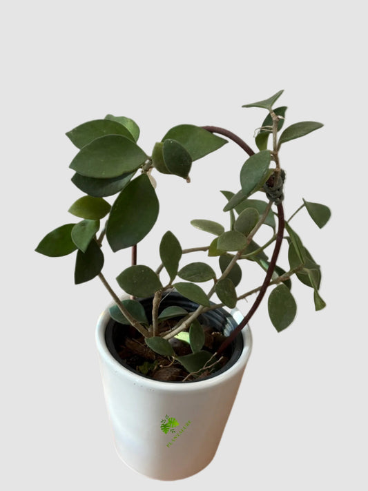 Hoya Nummularioides