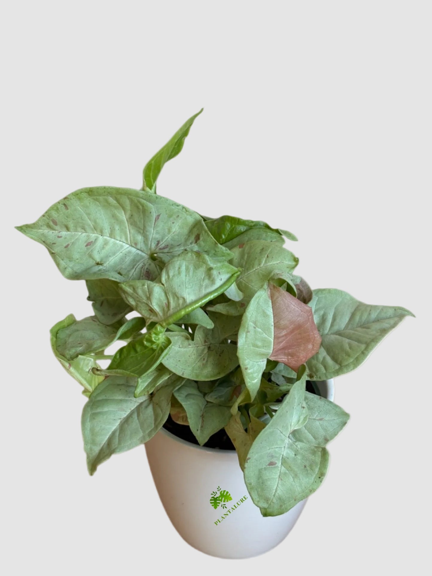 Syngonium Milk confetti