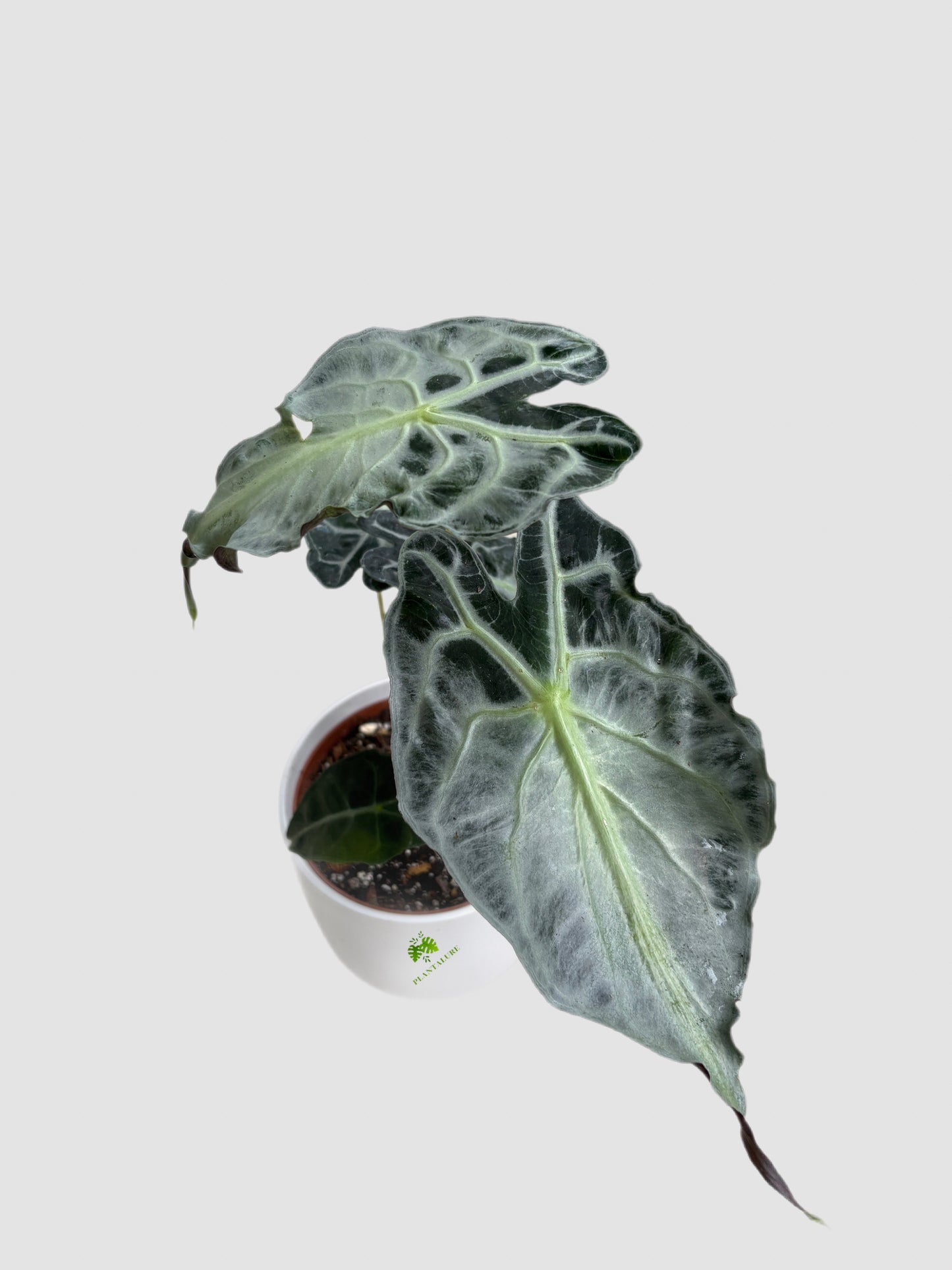Alocasia Venom – rare tropical aroid with dark textured foliage and striking vein contrast, grown in Canada by Plantalure