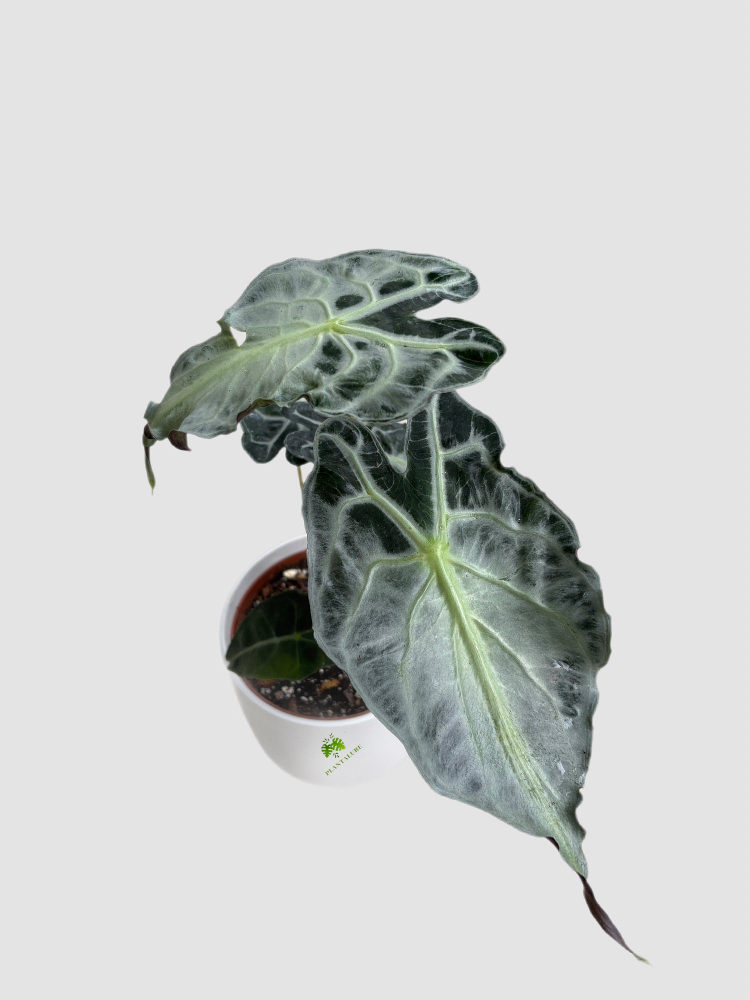 Alocasia Venom – rare tropical aroid with dark textured foliage and striking vein contrast, grown in Canada by Plantalure