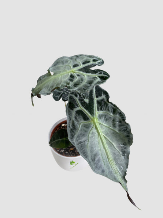Alocasia Venom – rare tropical aroid with dark textured foliage and striking vein contrast, grown in Canada by Plantalure