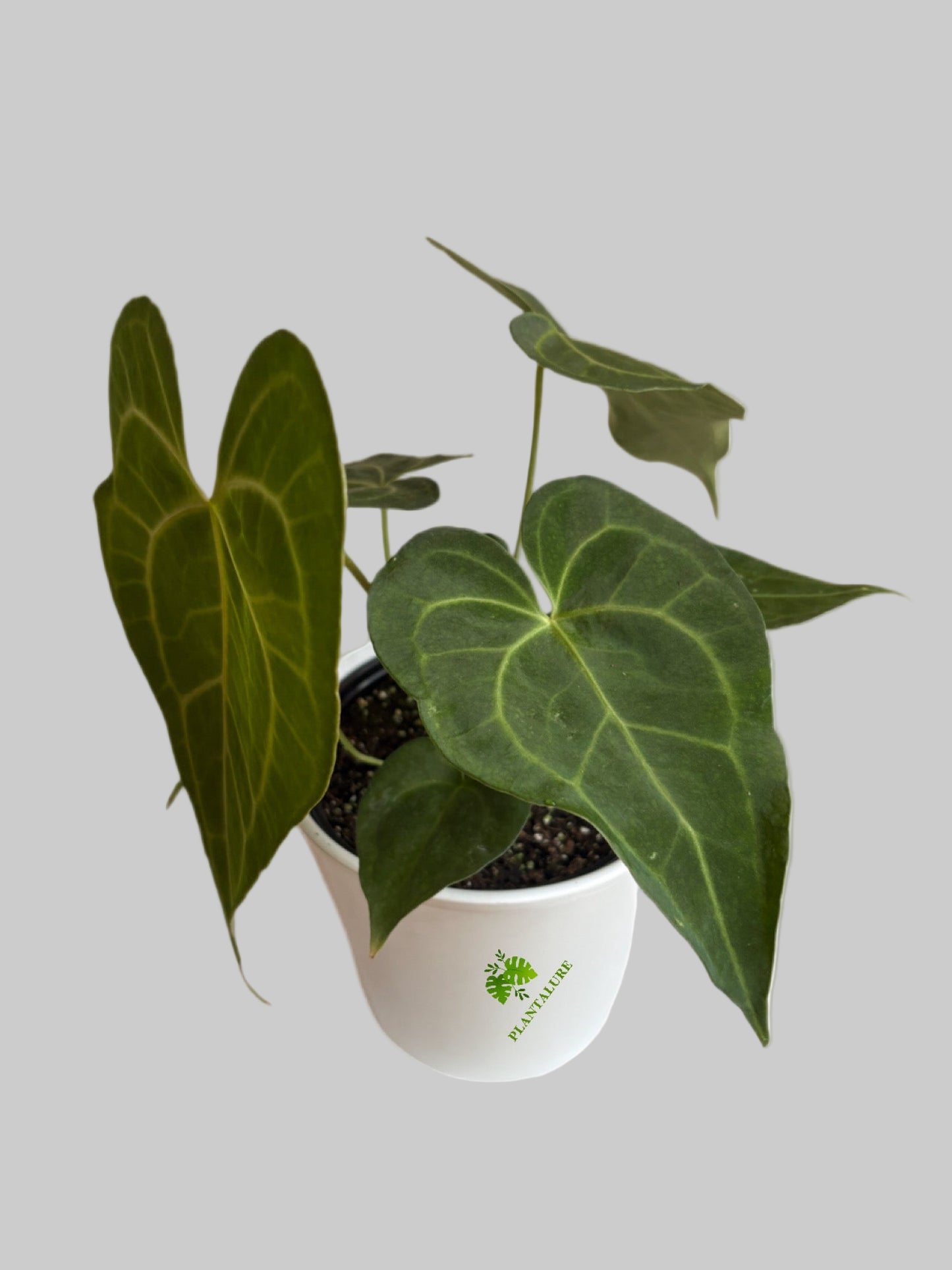 Anthurium Clarinervium