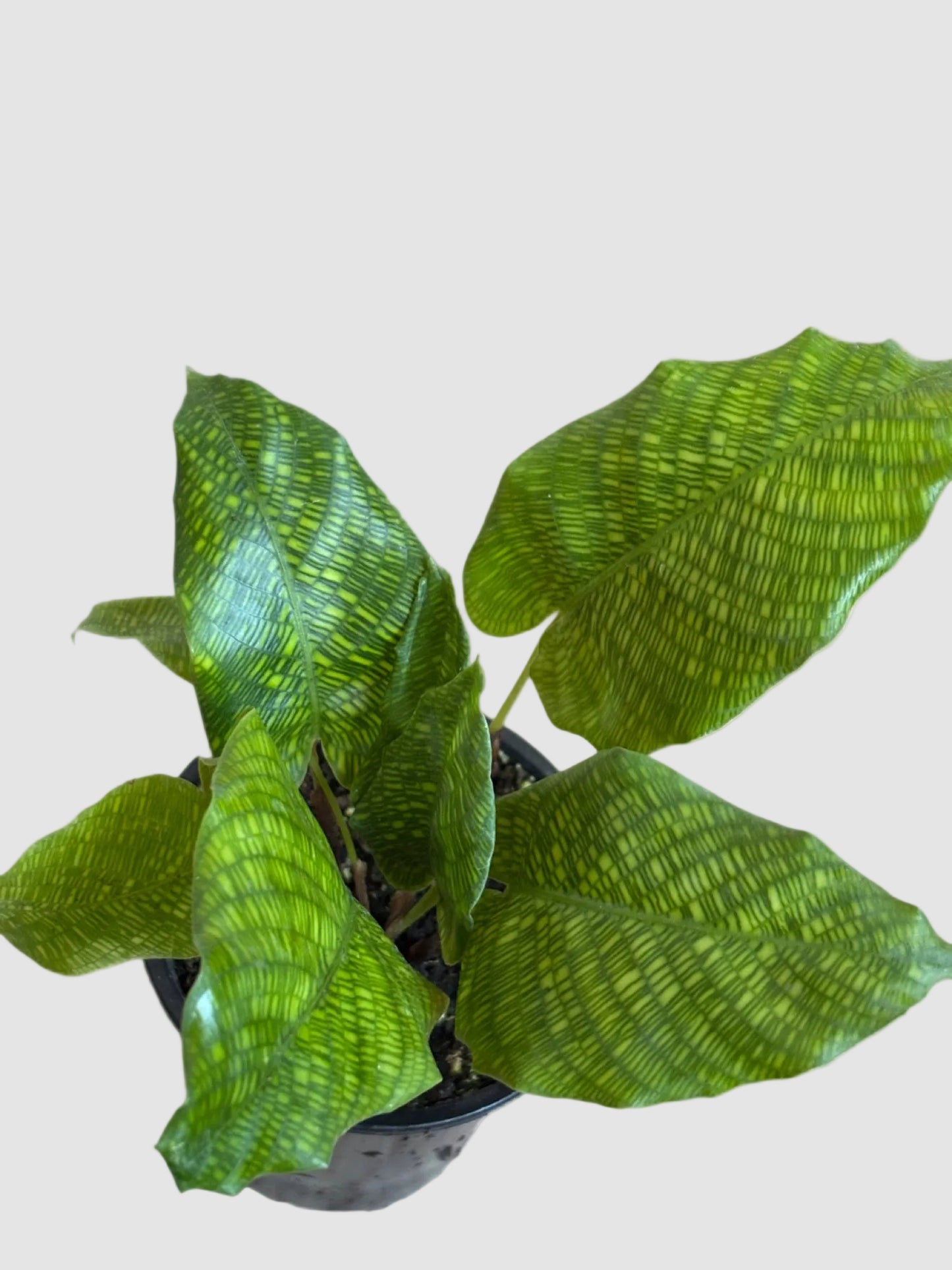 Calathea Vein