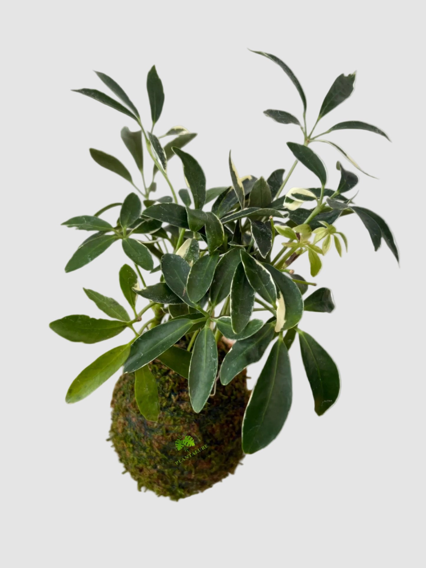 Schefflera Variegated Kokedama
