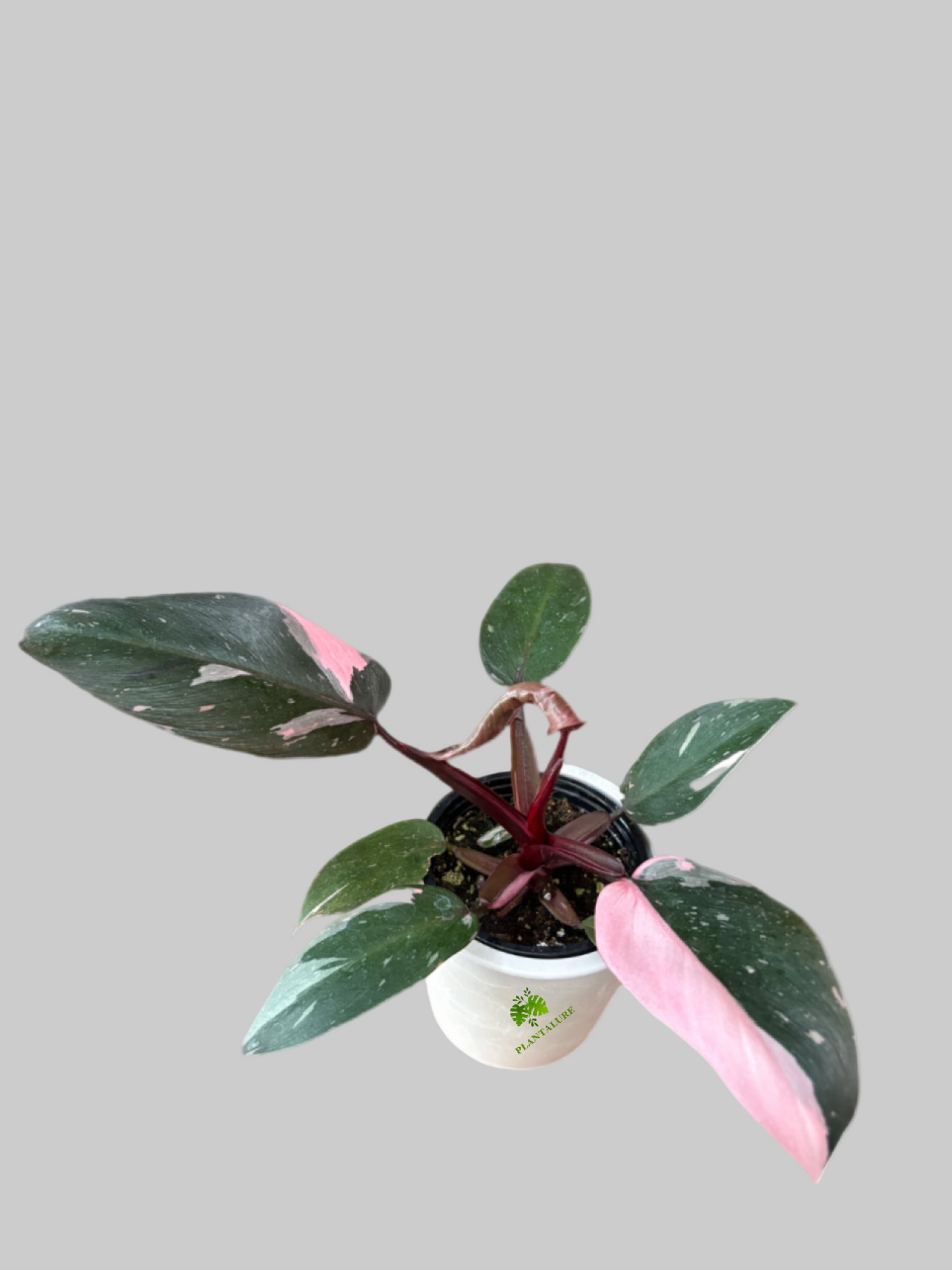 Philodendron Pink Princess