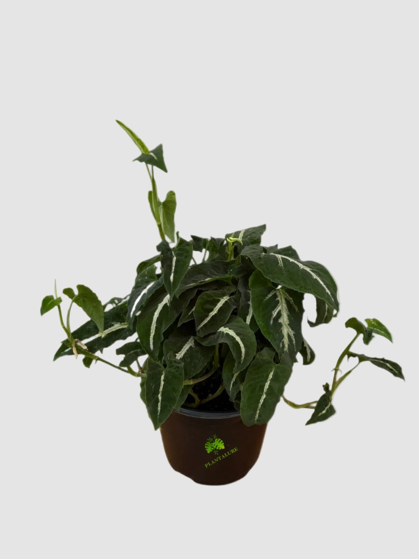 Syngonium Wendlandii "Black Velvet"