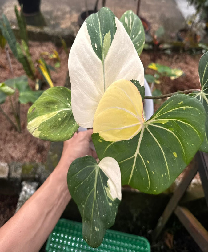 Philodendron Gloriosum Tricolor - Import Preorder
