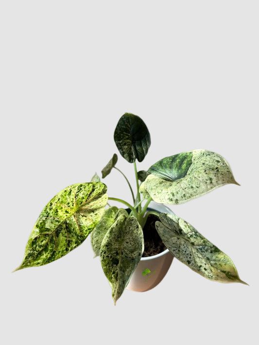 Alocasia Dragon Scale Mint Variegated