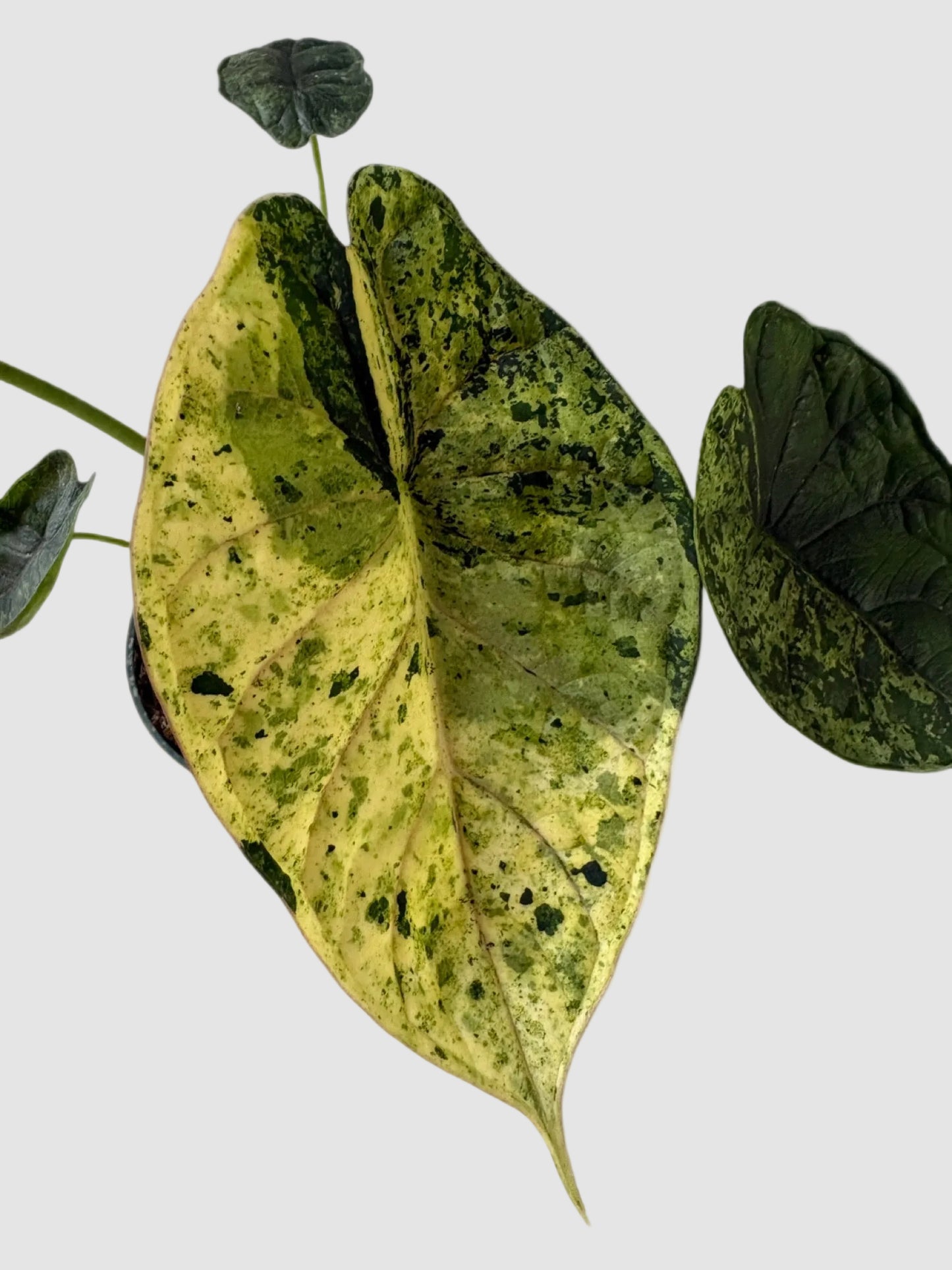 Alocasia Yellow Marilyn