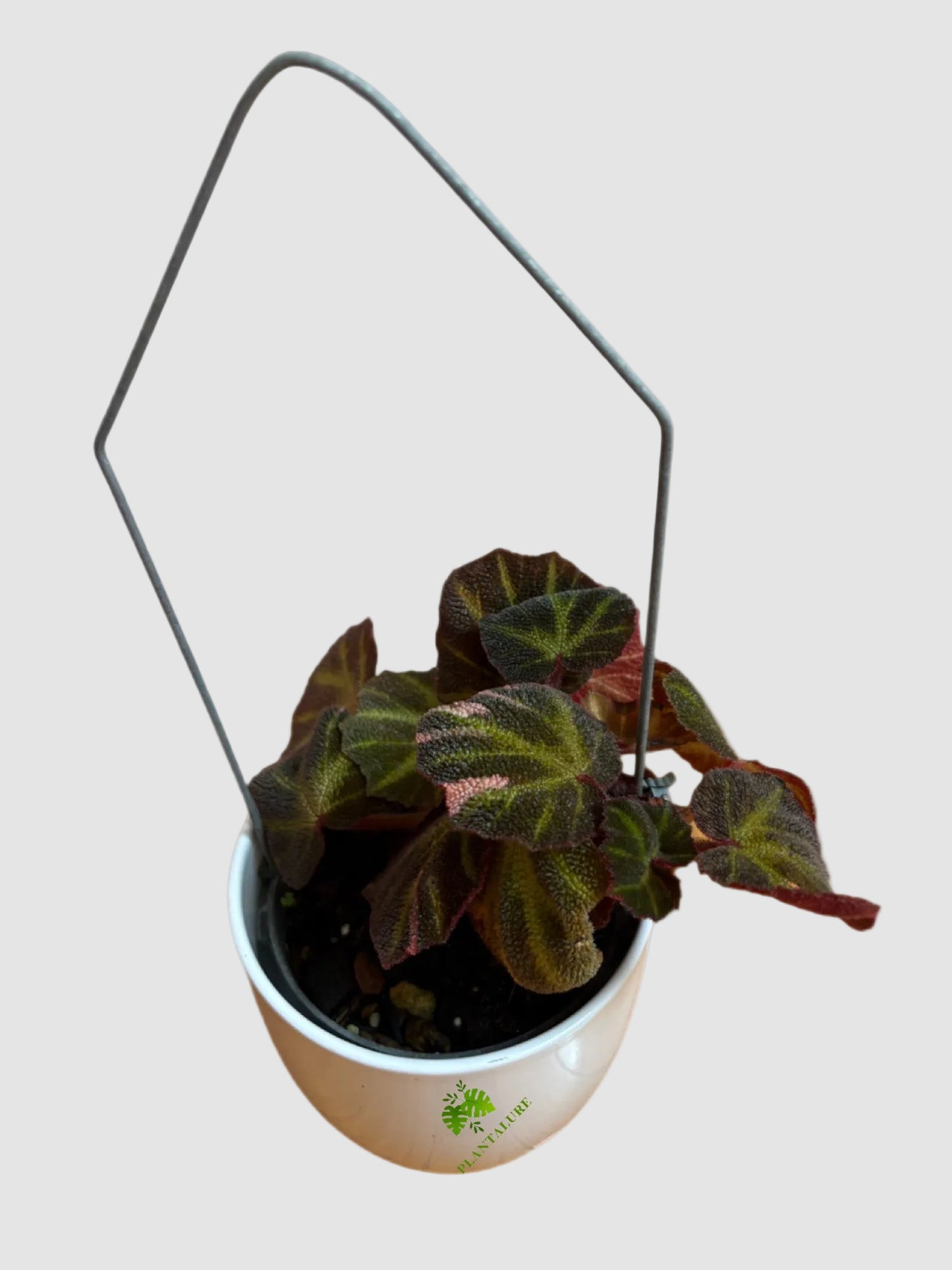 Begonia Soli-Mutata Variegata