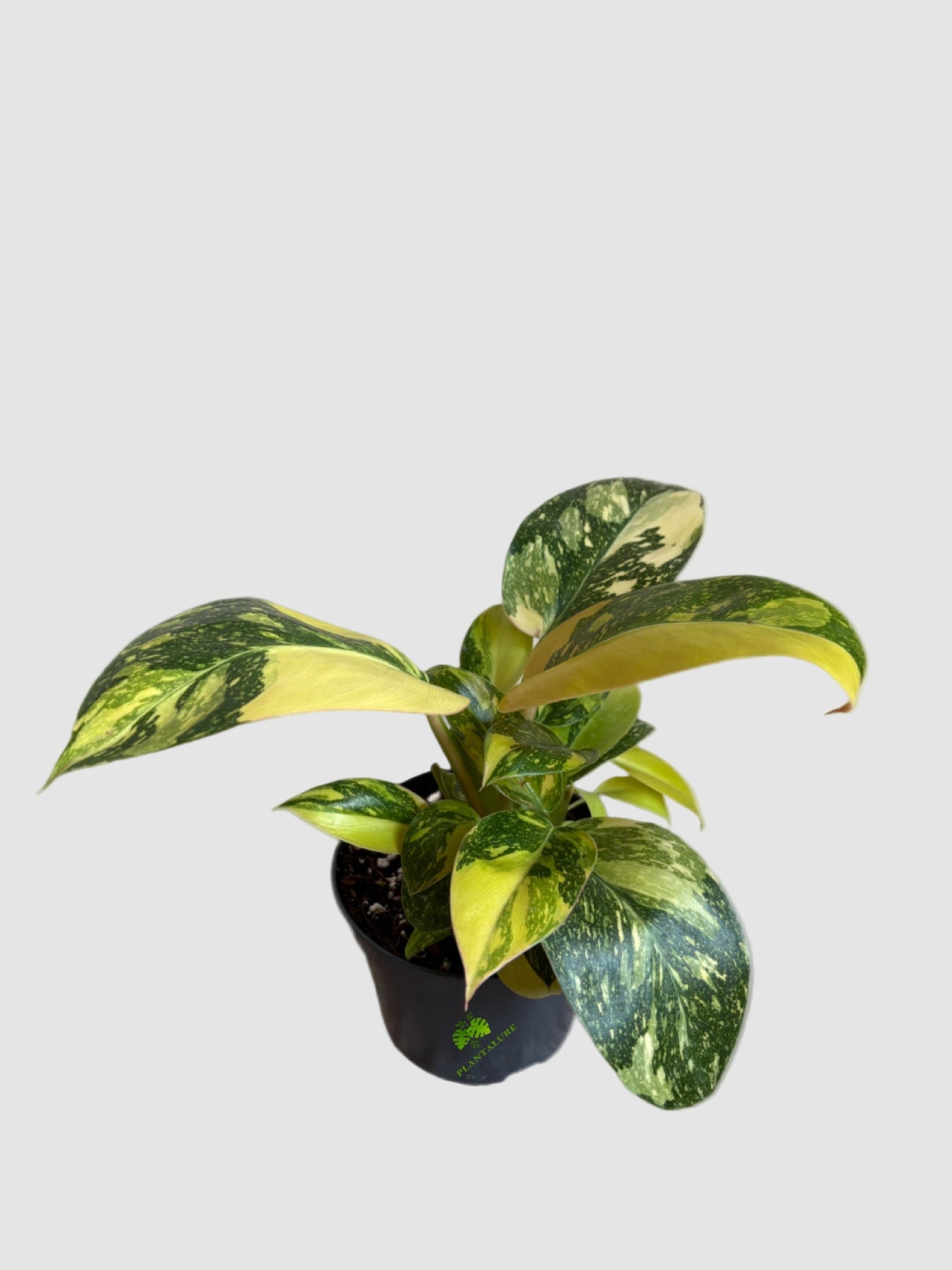Philodendron Green Congo Nuclear Variegata