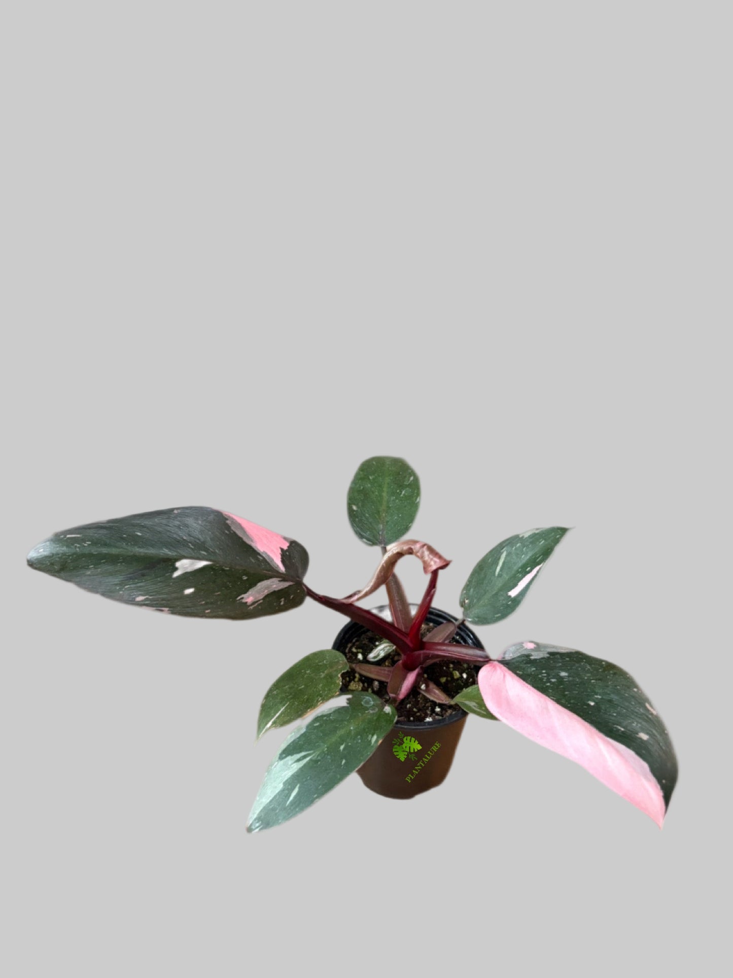 Philodendron Pink Princess